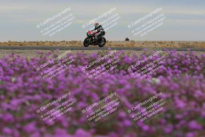 media/Jan-14-2023-SoCal Trackdays (Sat) [[497694156f]]/Turn 14 Exit Bloomig (145pm)/